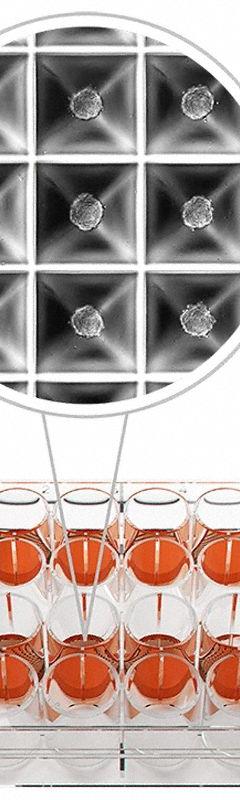 HEIDOLPH Tissue Culture Well Plate: Sterile, 24 Wells, 2 mL, Round, Cyclic Olefin Copolymer (MPN 036140001). Key specifications — Brand: HEIDOLPH; Well Shape: Round; Material: Cyclic Olefin Copolymer.
