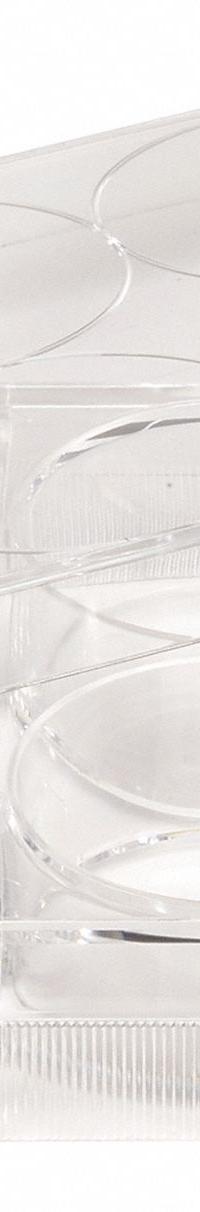CELLTREAT Well Plate: Sterile, 6 Wells, 8 mL, RNase/DNase Free, Tissue Culture Treated, Polystyrene (MPN 229506). Key specifications — Brand: CELLTREAT; Body Color: Colorless; RNase/DNase Free: Yes; Material: Polystyrene.