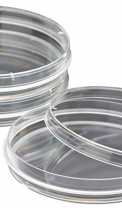 CELLTREAT Petri Dish: 150 mm Dia - Petri Dishes
