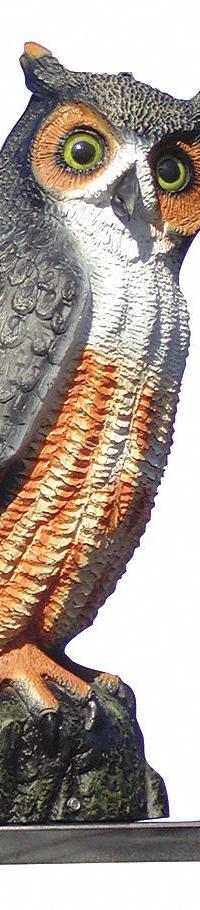 BIRD BARRIER Screech Decoy: Brown/White, Plastic, 400 sq ft Coverage Area, Targets Pigeons/Sparrows (MPN SD-OWL1)