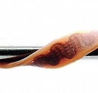 BRISKHEAT Heating Tape: 232°C Op Temp - Max, 6 ft Overall Lg, 1 in Overall Wd, 1/8 in Thick, BS0 (MPN BS0101060LG). Key specifications — Requires Controller: Controller Required; Brand: BRISKHEAT; Compatible Material: Glass/Metal; Features: Moisture Resistant; Heating Device Outer Material: Silicone Rubber; Includes Controller: No; Includes Grounded Wire: Grounded; Backing Type: No Backing.